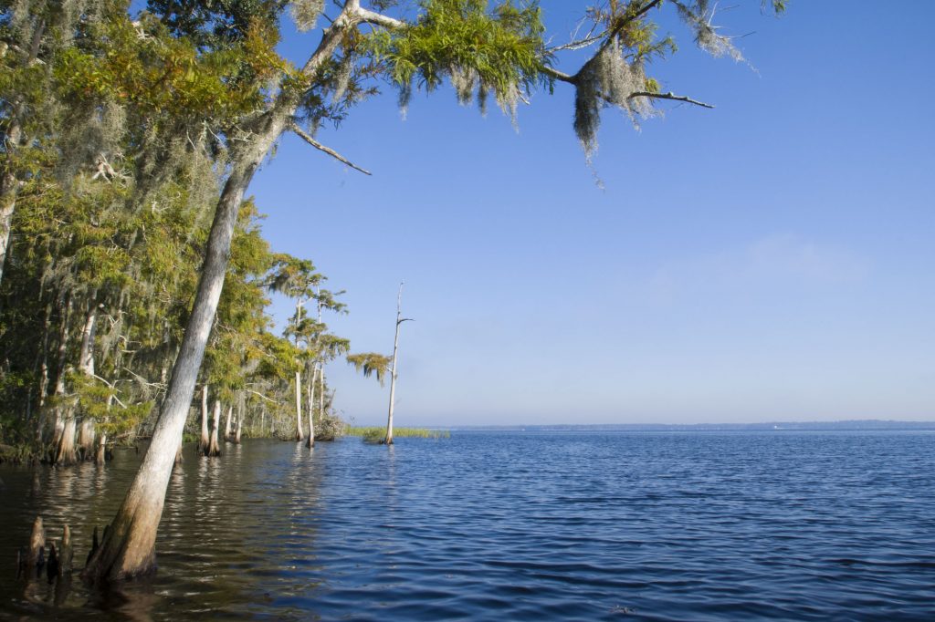 Cypress trees along the St. Johns River