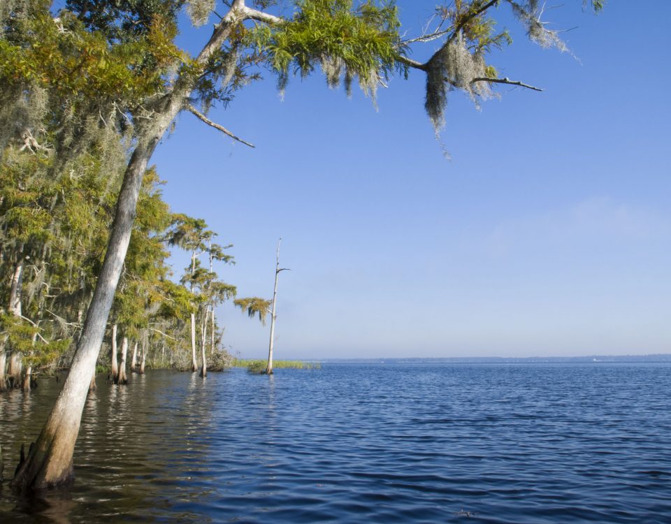 Cypress trees along the St. Johns River