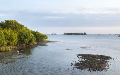 Indian River Lagoon shoreline