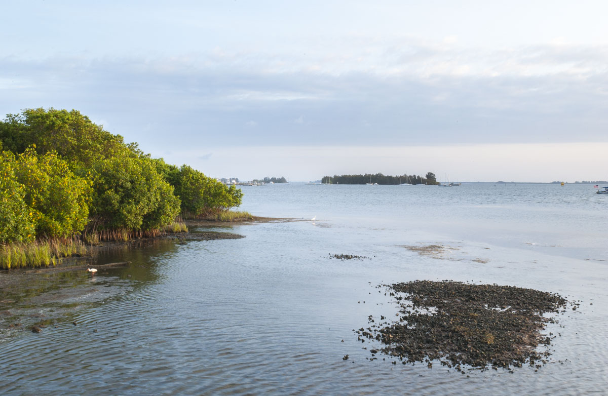 Indian River Lagoon shoreline