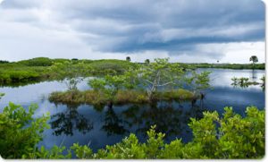 Mangrove trees on Merrit Island