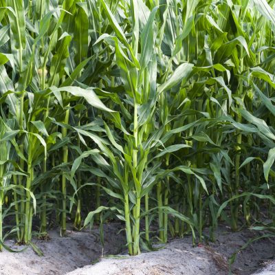 Corn field near Hastings Florida Rows of corn growing