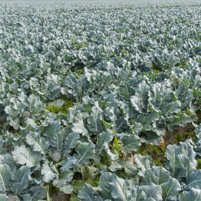 130305-095919 Fam field full of cabbages