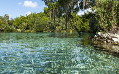 Silver Glen Springs