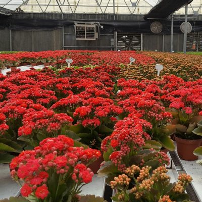 20170308_130321_resized Greenhouse filled with red flowers