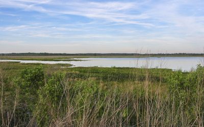 Marsh area at the Orange Creek Restoration Area
