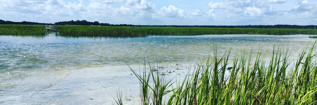 Tidal marsh in the Northern Coastal Basin