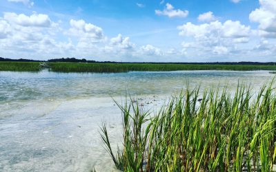 Tidal marsh in the Northern Coastal Basin