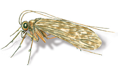 caddisfly_adult2 Adult Caddisfly drawing