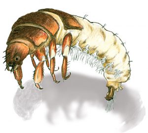 caddisfly_larva2 Caddisfly larva drawing