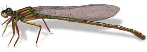 damselfly_adult2 Adult Damselfly drawing