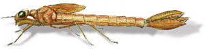 damselfly_nymph2 Damelfly nymph drawing