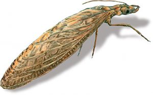 dobsonfly_adult2 Adult dobsonfly drawing