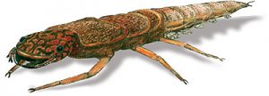 dobsonfly_larva2 Dobsonfly larva drawing