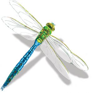 dragonfly_adult2 Adult dragonfly drawing