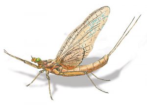 mayfly_adult2 Adult Mayfly drawing