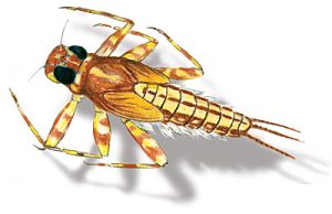 mayfly_nymph2 Mayfly nymph drawing