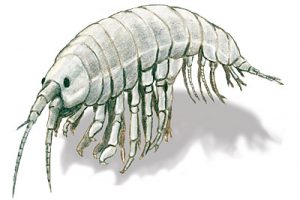 scud2 Drawing of a scrud