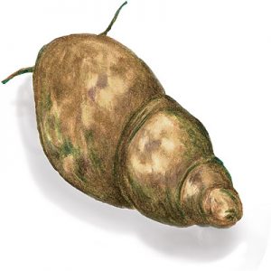 snail2 Snail drawing