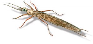 stonefly_adult2 Adult stonefly drawing