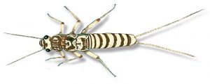stonefly_nymph2 Stonefly nymph drawing