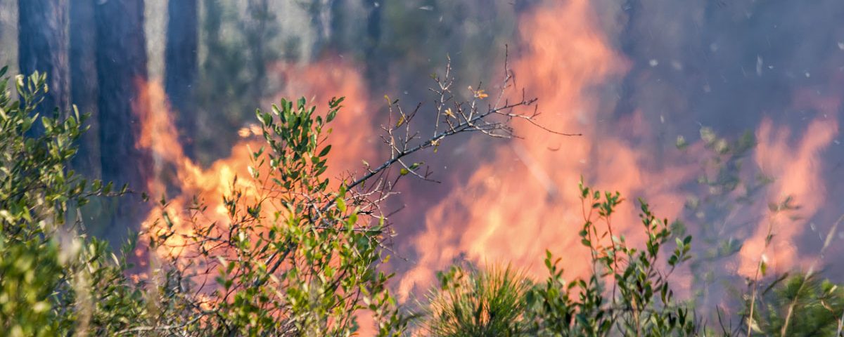 A fire burning in a wooded area
