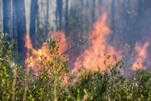 A fire burning in a wooded area