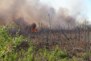 A prescribed fire burnign through a wooded marsh