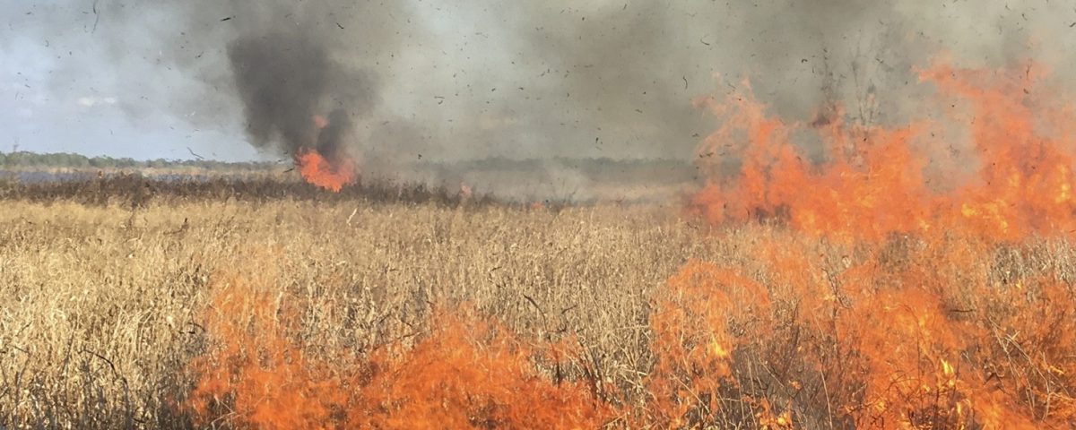 A prescribed fire burning in the Orange Creek Restoration Area