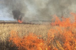 A prescribed fire burning in the Orange Creek Restoration Area
