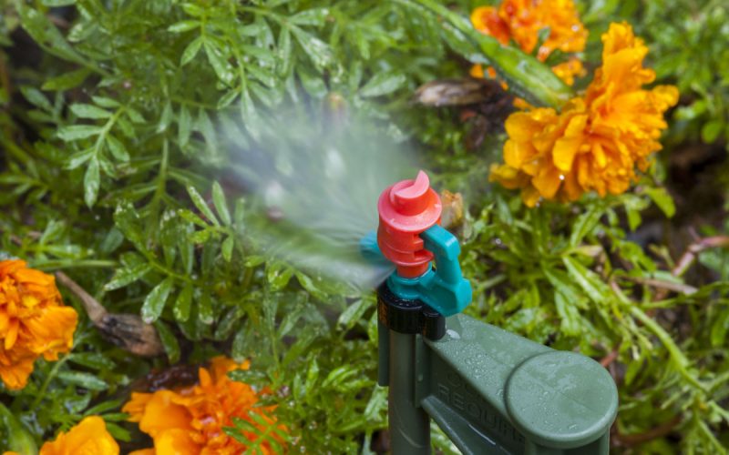 Irrigation spray head watering flowers