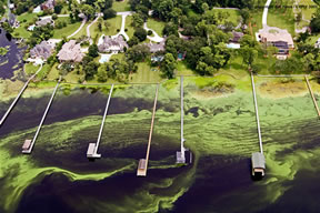 Aerial view of an green algal bloom