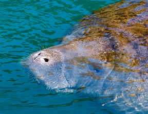 A manatee sticking its nose out of the water