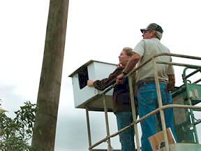 Two district employees lifting an owl box on a telephone pole