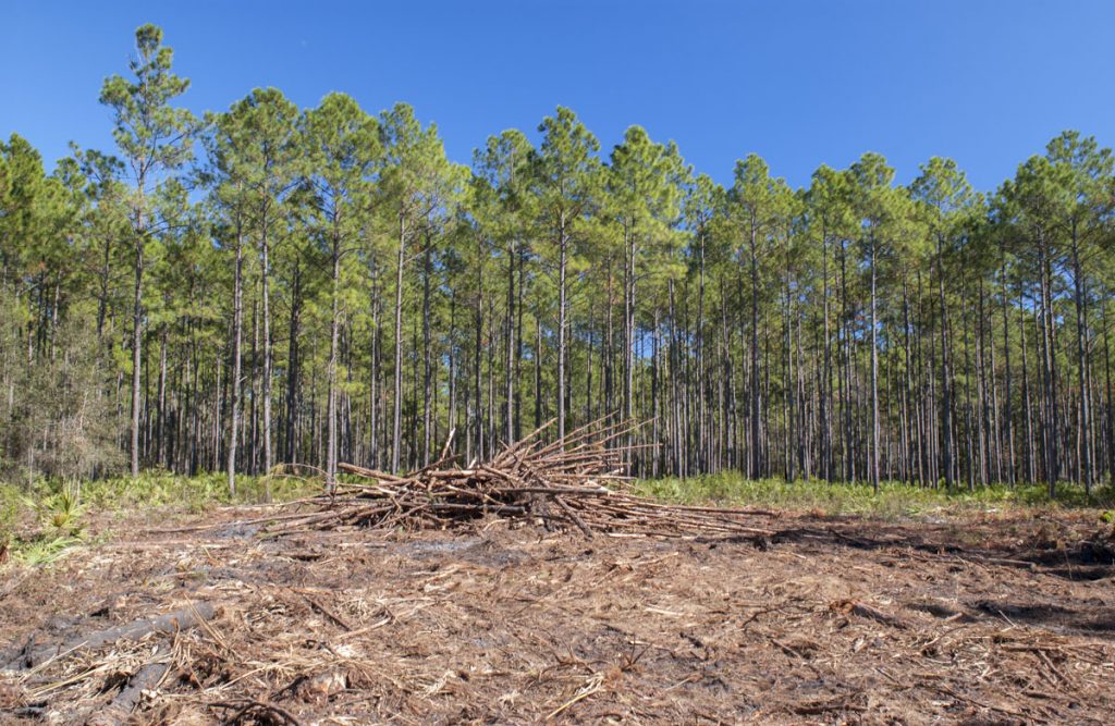 Clear cutting due to Pine Beetle damage Clear cutting due to Pine Beetle damage