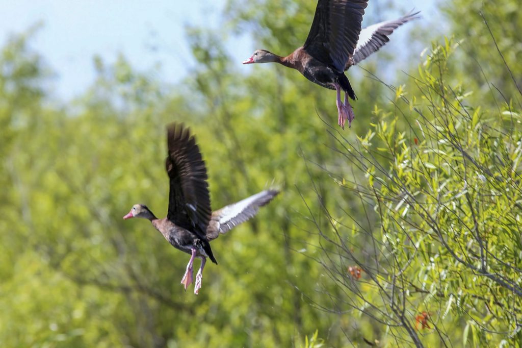 02-bird-population-large Whistling ducks flying