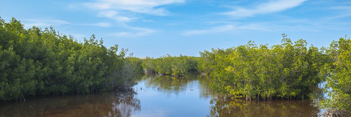 Mangroves at Oslo Riverfront Conservation Area