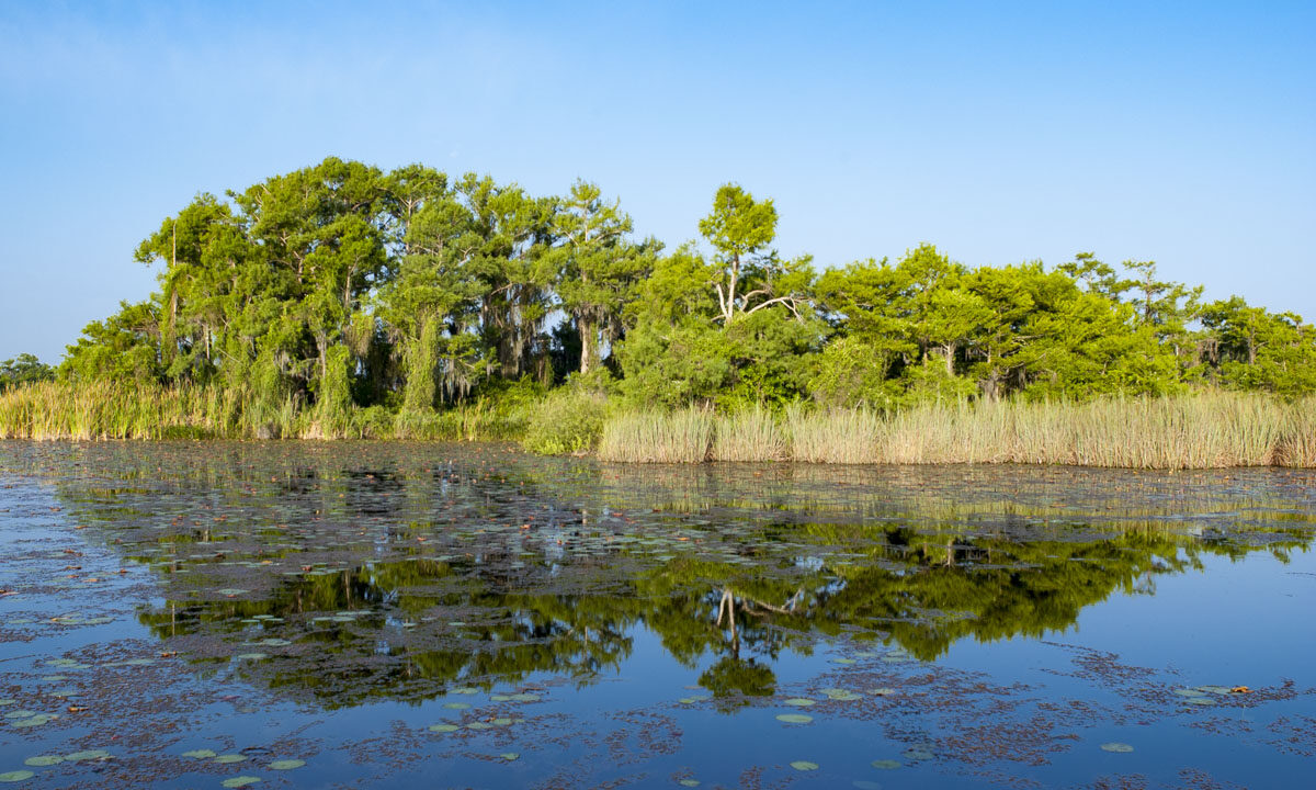Cypress trees and open marsh