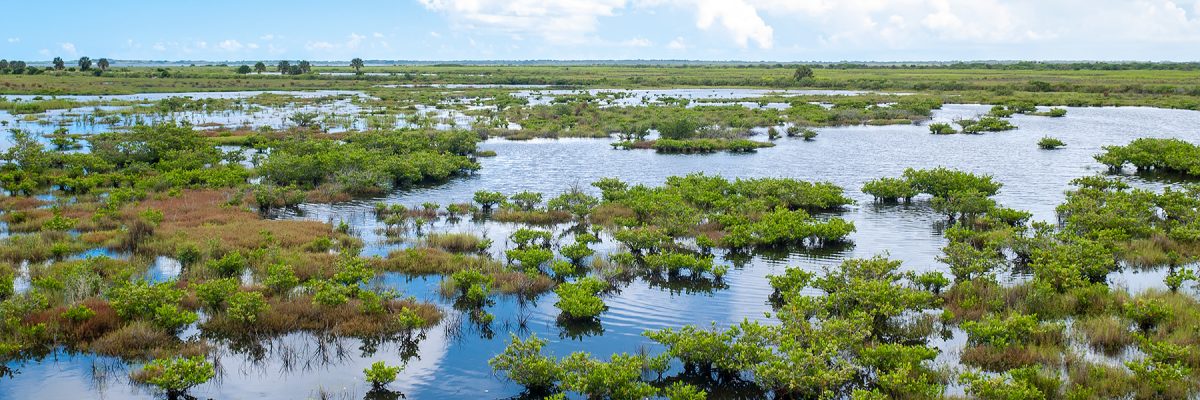 Salt marsh in the Indian River Lagoon