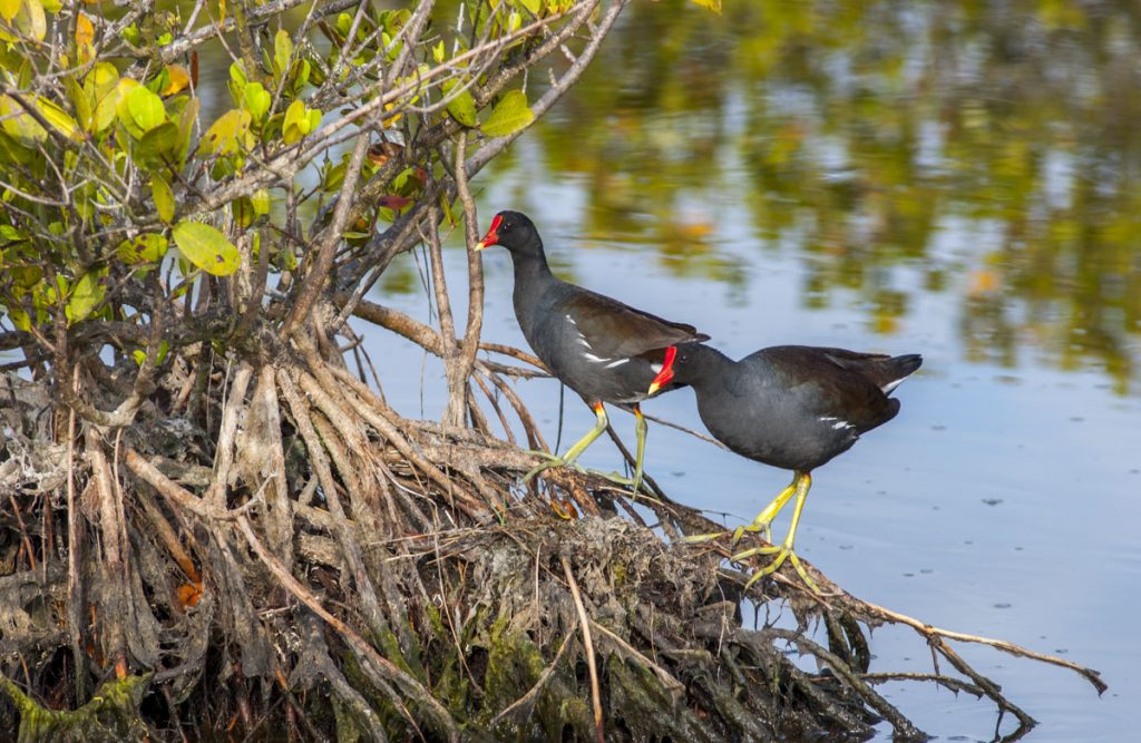 Moorhen on mangrove Moorhen standing on mangrove roots
