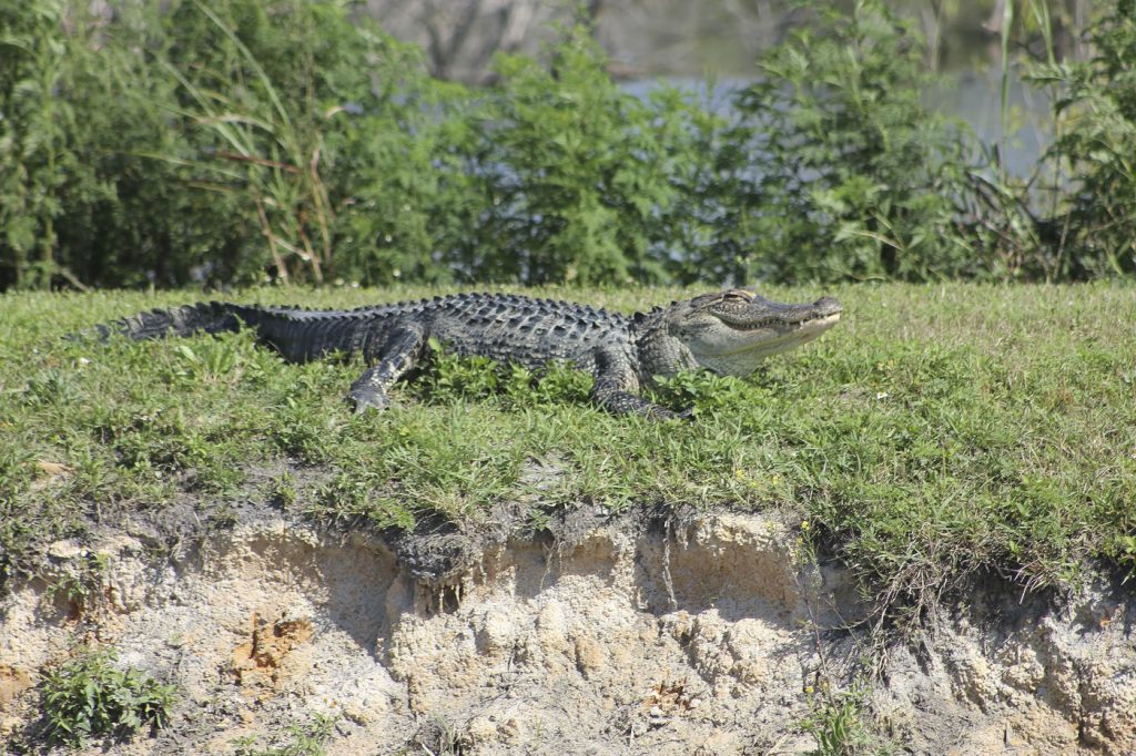 05-alligator-population-large Alligator on a levee