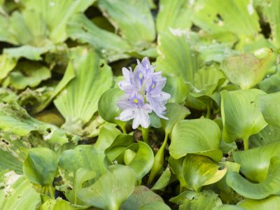 Water hyacinth Water hyacinth blooming