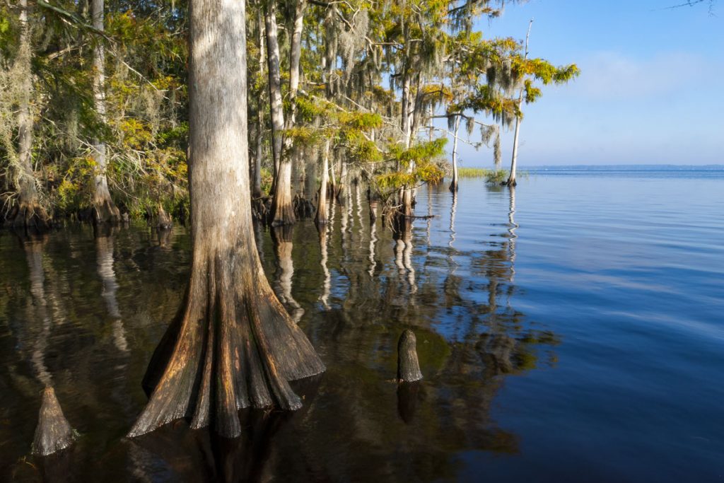 Cypress tress along the St. Johns River at Bayard Conservation Area Cypress tress along the St. Johns Rive