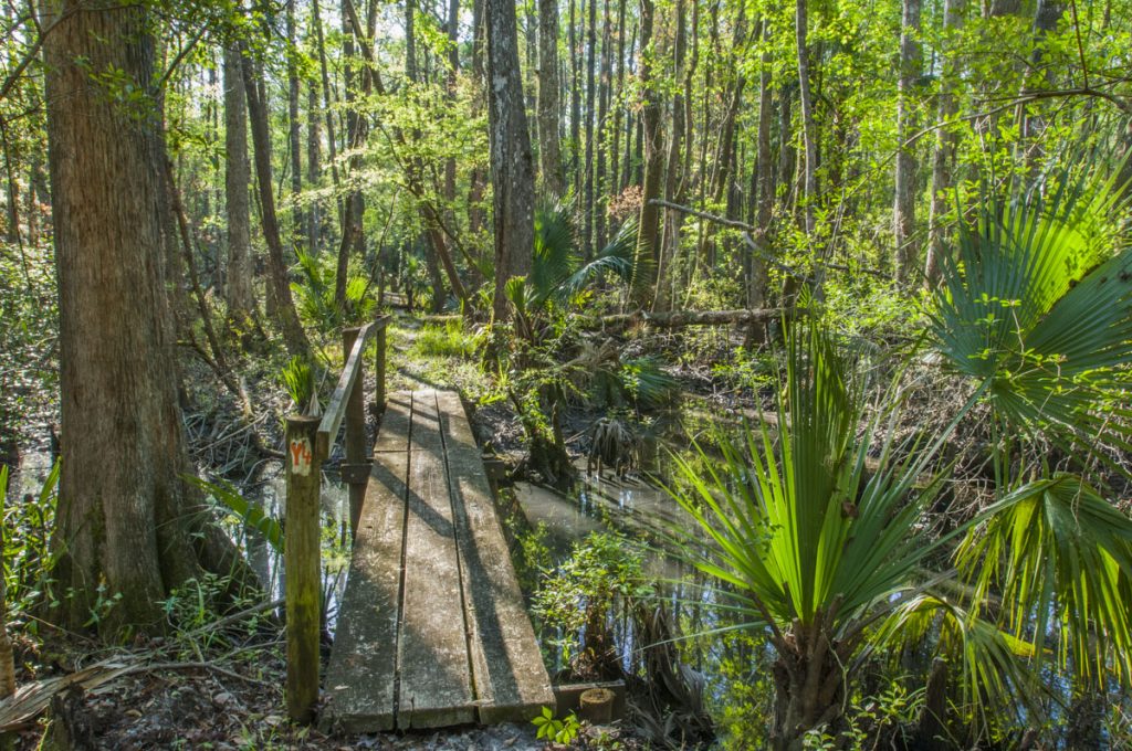 Small foot bridge crossing a creek