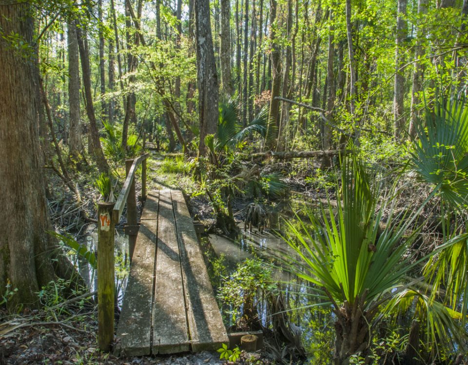 Small foot bridge crossing a creek