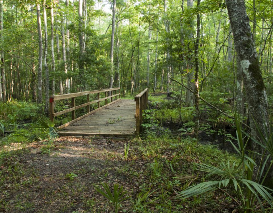 Foot bridge at Julington-Durbin Preserve