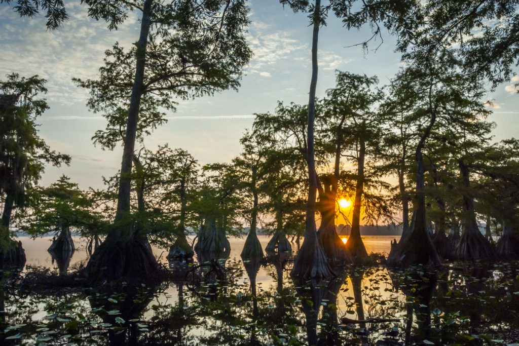 Cypress trees on Lake Norris