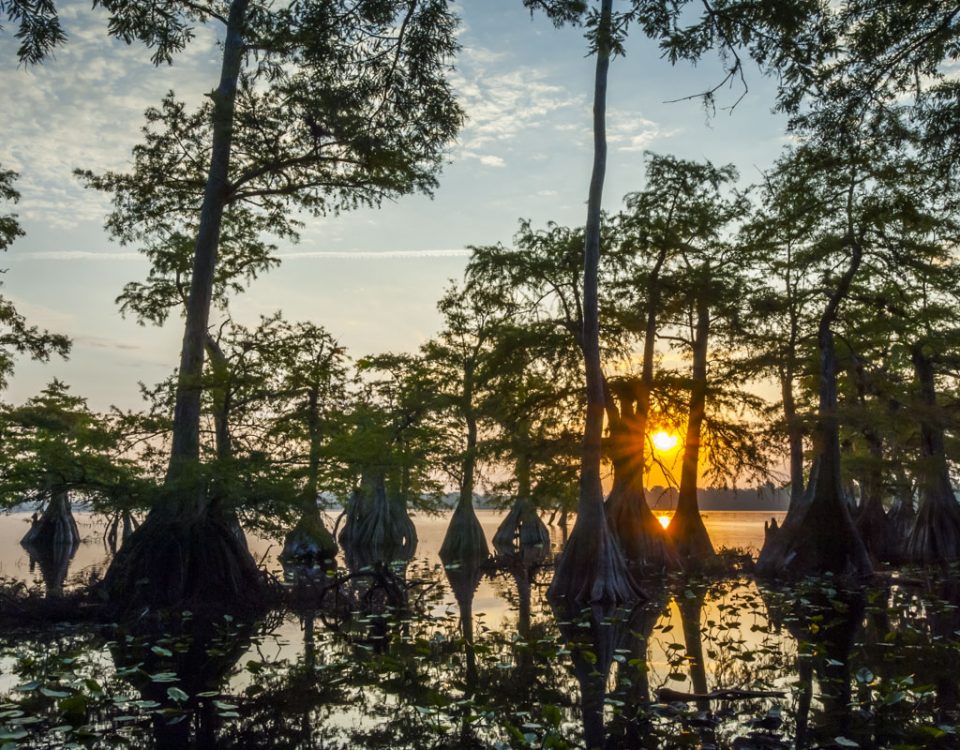 Cypress trees on Lake Norris