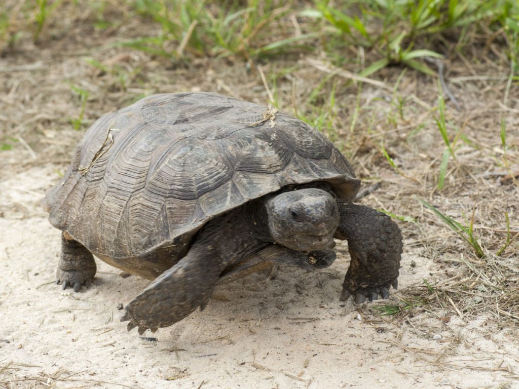 Gopher tortoise A Gopher tortoise walking