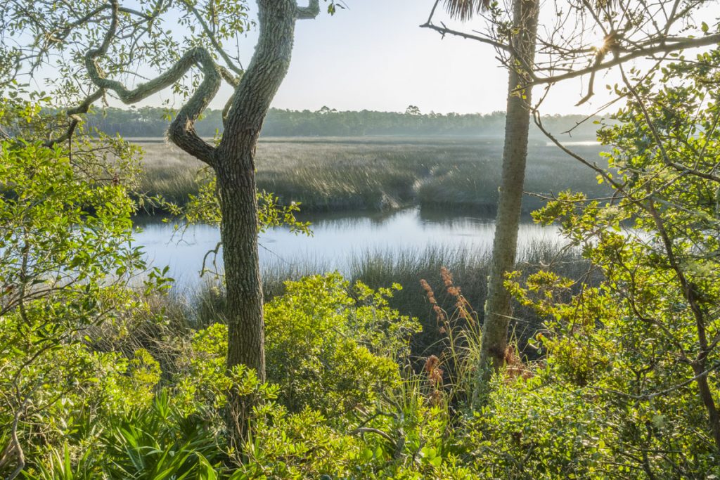 Pellicer Creek seen through oak trees